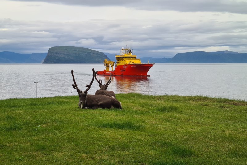 To reinsdyr ligger på en grønn plen foran havet med et skip fra Østensjø Rederi i bakgrunnen