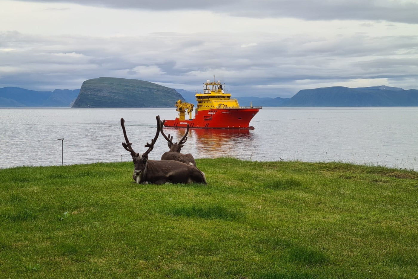 To reinsdyr ligger på en grønn plen foran havet med et skip fra Østensjø Rederi i bakgrunnen