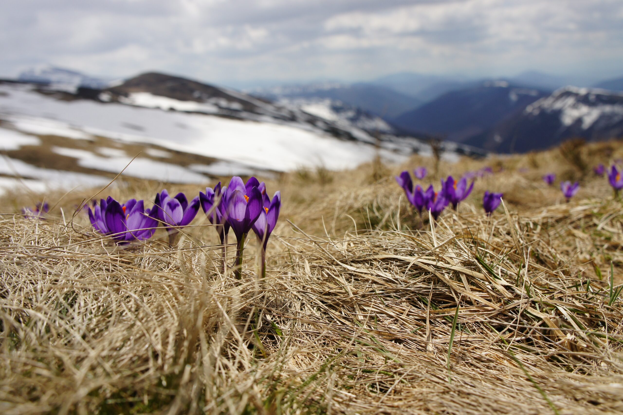 Lilla fjellblomster med vinterkledde vidder i bakgrunnen
